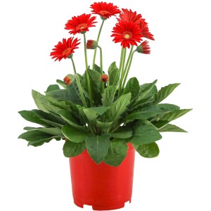 Rote Garten-Gerbera (Gerbera garvinea) im Topf, eine farbenfrohe Balkon- und Terrassenpflanze.