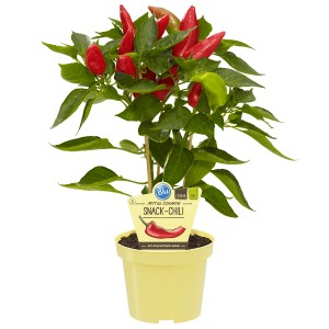 BLU Paprika Snack-Chili im Topf (Ø 12cm) mit roten, spitz zulaufenden Früchten und grünen Blättern.