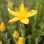 Nahaufnahme des leuchtend gelben Johanniskrauts (Hypericum Polyphyllum) im Topf.