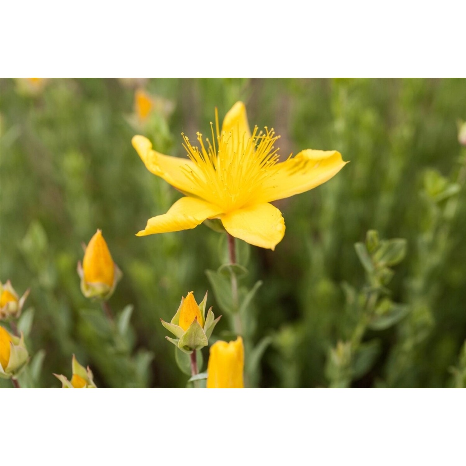 Hypericum Polyphyllum Johanniskraut Ca. 9x9 cm Topf günstig online kaufen