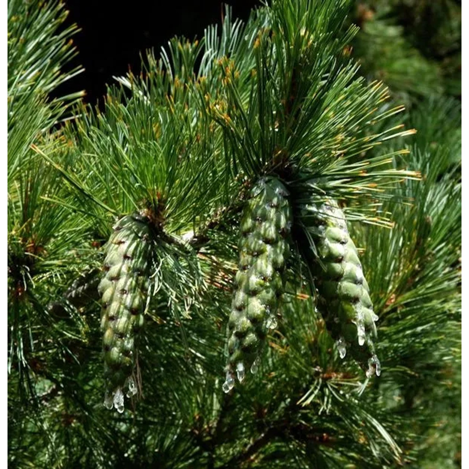 Mazedonischer Kiefer 60-70cm - Pinus peuce