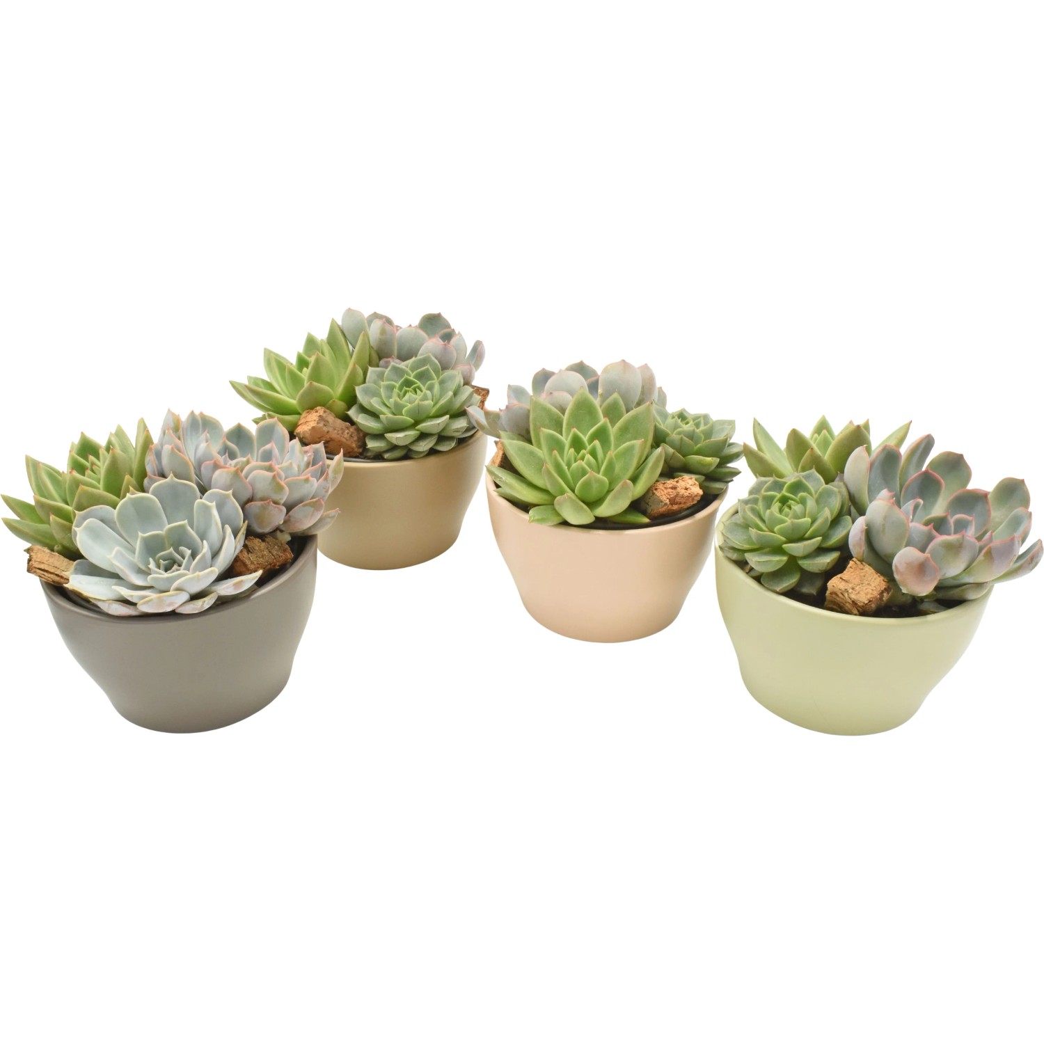 Echeveria im Keramik-Gefäß Höhe ca. 15-20 cm Topf-Ø ca. 13 cm Echeveria
