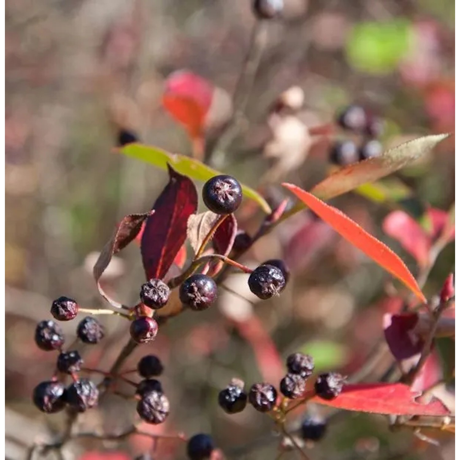 Apfelbeere Brilliant 100-125cm - Aronia arbutifolia