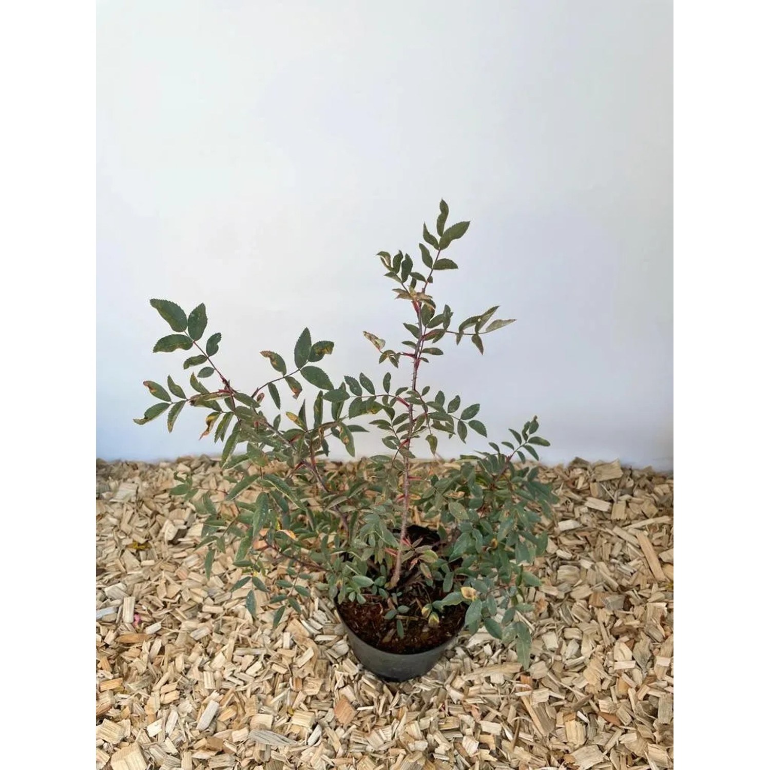 Baumfink Blaue Hechtrose im Topf, 40-60cm, mit blau-grauem Laub und zarten rosa Blüten.