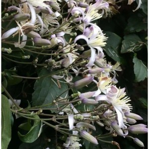 Nahaufnahme der Staudenclematis Mrs. Robert Brydon mit weißen Blüten und grünen Blättern.