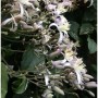 Nahaufnahme der Staudenclematis Mrs. Robert Brydon mit weißen Blüten und grünen Blättern.