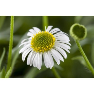 Nahaufnahme einer blühenden, weißen Spanischen Gänseblümchen (Erigeron) Staude im 9x9 cm Topf.