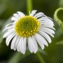 Nahaufnahme einer blühenden, weißen Spanischen Gänseblümchen (Erigeron) Staude im 9x9 cm Topf.