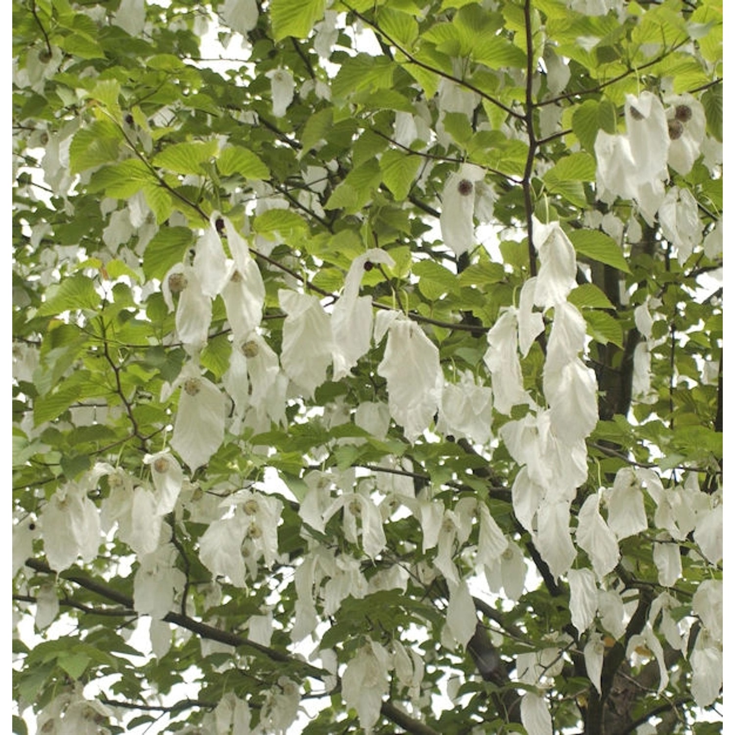 Taubenbaum Taschentuchbaum 60-80cm - Davidia involucrata vilmoriniana günstig online kaufen