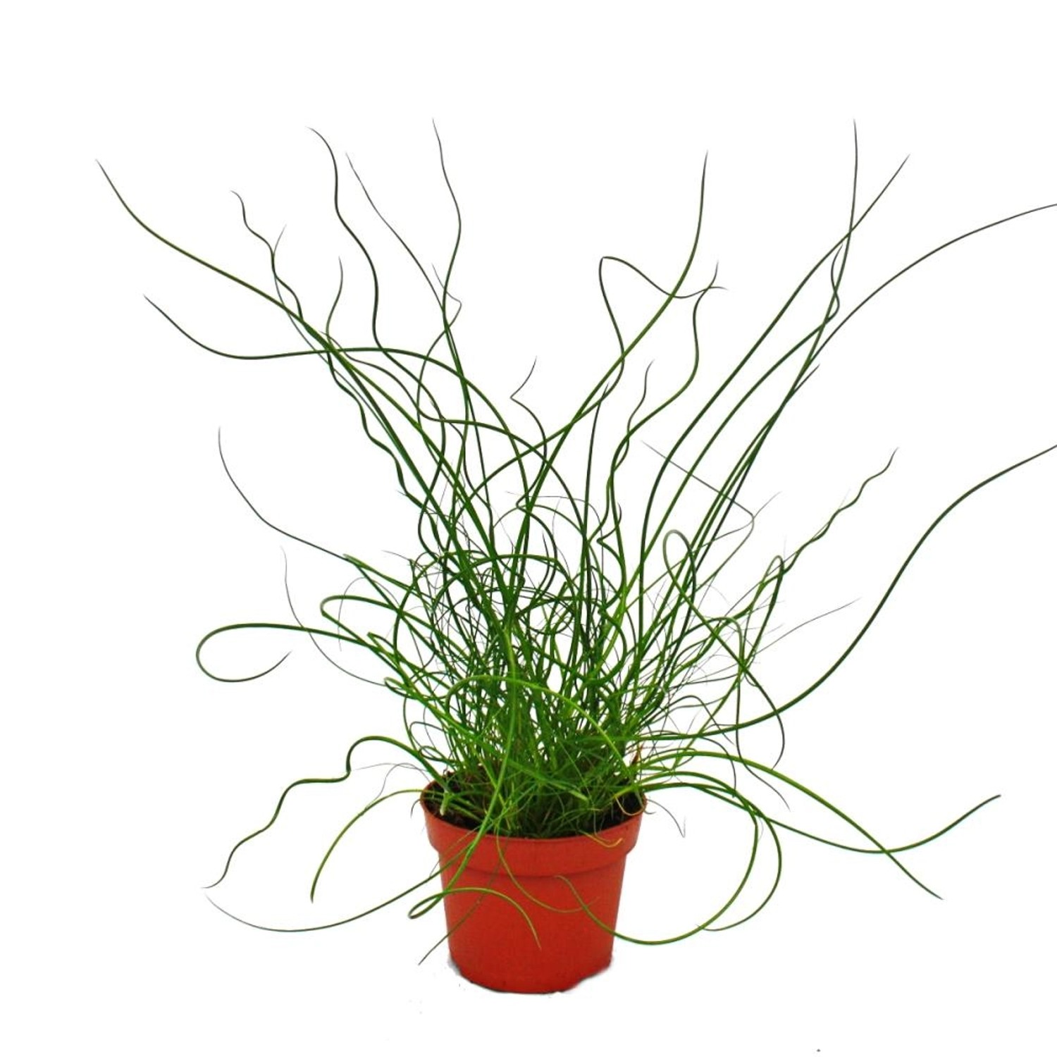 Exotenherz Liebeslocke Juncus Effusus Spiralis Korkenzieherbinse 12cm