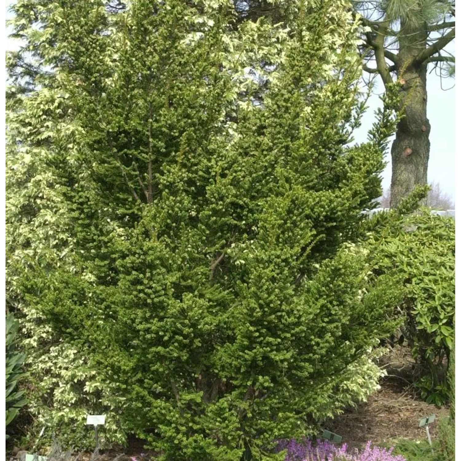 Zwerg Straucheibe Amersfoort 30-40cm - Taxus cuspidata