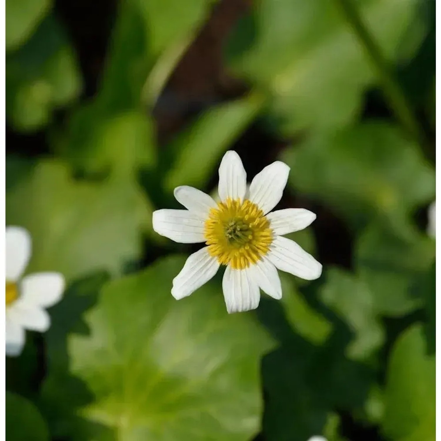 Garten Dotterblume - Caltha leptosepala_2