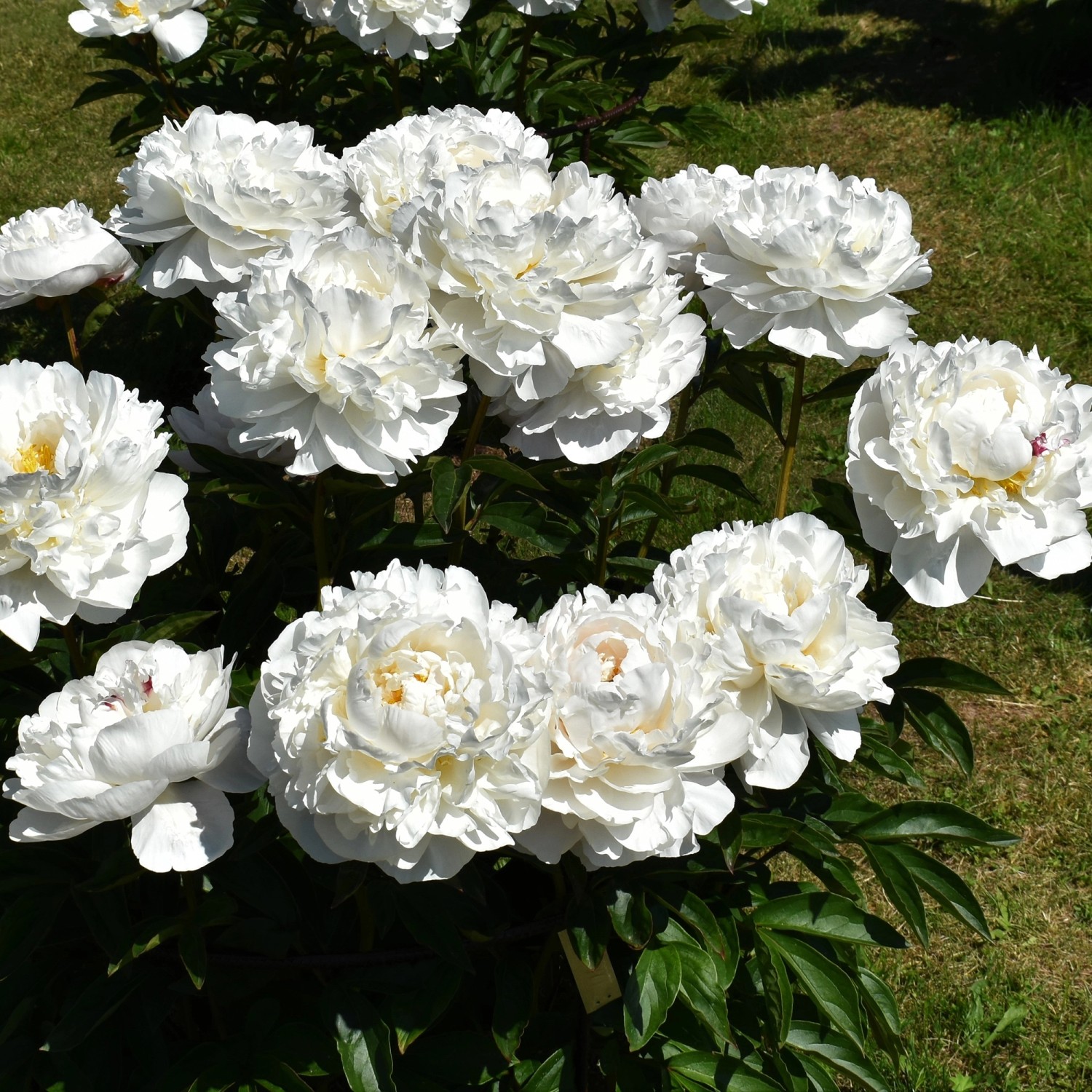 Pfingstrose lactiflora Weiß 1 Stück kaufen bei OBI