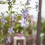 Hellblaue Clematis Viticella 'Prince Charles' Waldrebe im Garten.