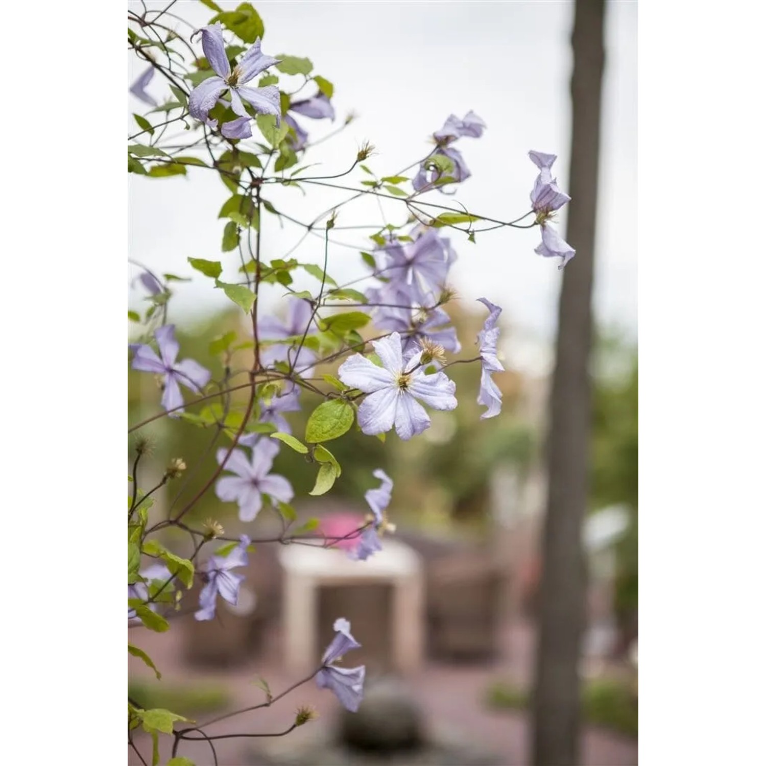 Hellblaue Clematis Viticella 'Prince Charles' Waldrebe im Garten.