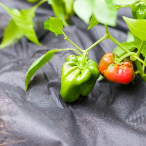 Schwarzes Windhager Mulchvlies mit Paprikapflanze im Garten. Unkrautvlies schützt vor Unkraut.