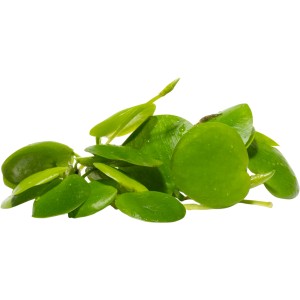 Stoffels Aquariumpflanze Limnobium laevigatum mit runden, hellgrünen Blättern.