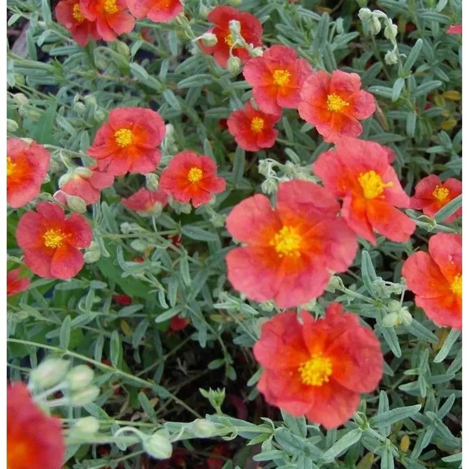 Sonnenröschen Hartswood Ruby - Helianthemum cultorum