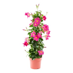 Dipladenie Pyramide im Topf, Mandevilla sanderi mit pinken Blüten.