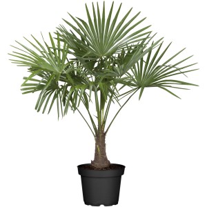 Hanfpalme (Trachycarpus fortunei) im Topf, ca. 100-120 cm hoch, grüne Fächerblätter.