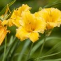 Leuchtend gelbe Taglilie 'Stella de Oro' im Topf, eine pflegeleichte Staude für Beet und Kübel.