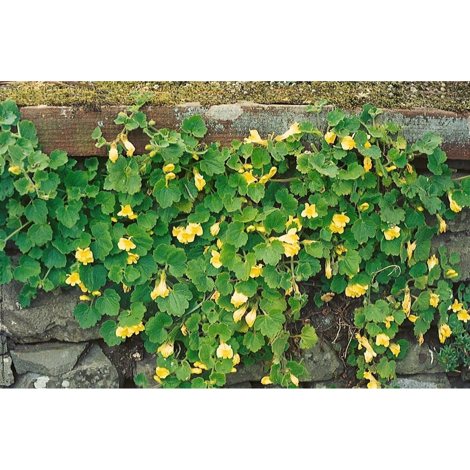 Asarina Procumbens Kriechende Löwenmaul Ca. 9x9 cm Topf günstig online kaufen