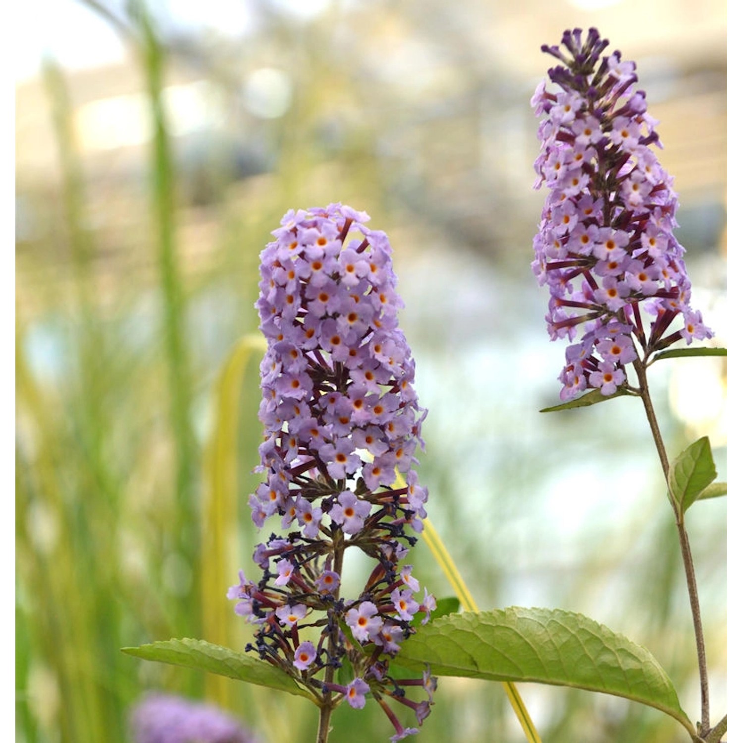 Schmetterlingsflieder Reve de Papillon Lavender 60-80cm - Buddleja günstig online kaufen