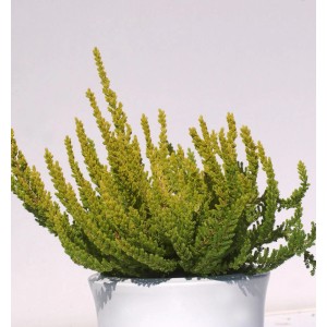 10x grüne Knospenheide Gardengirls Zeta (Calluna vulgaris) im weißen Topf.