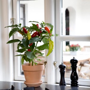 BLU Paprika Snack-Chili im Topf (Ø 12cm) mit roten und gelben Schoten auf der Fensterbank.