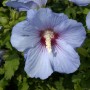 Nahaufnahme einer einzelnen, blauen Blüte des Garteneibisch 'Oiseau Bleu'.