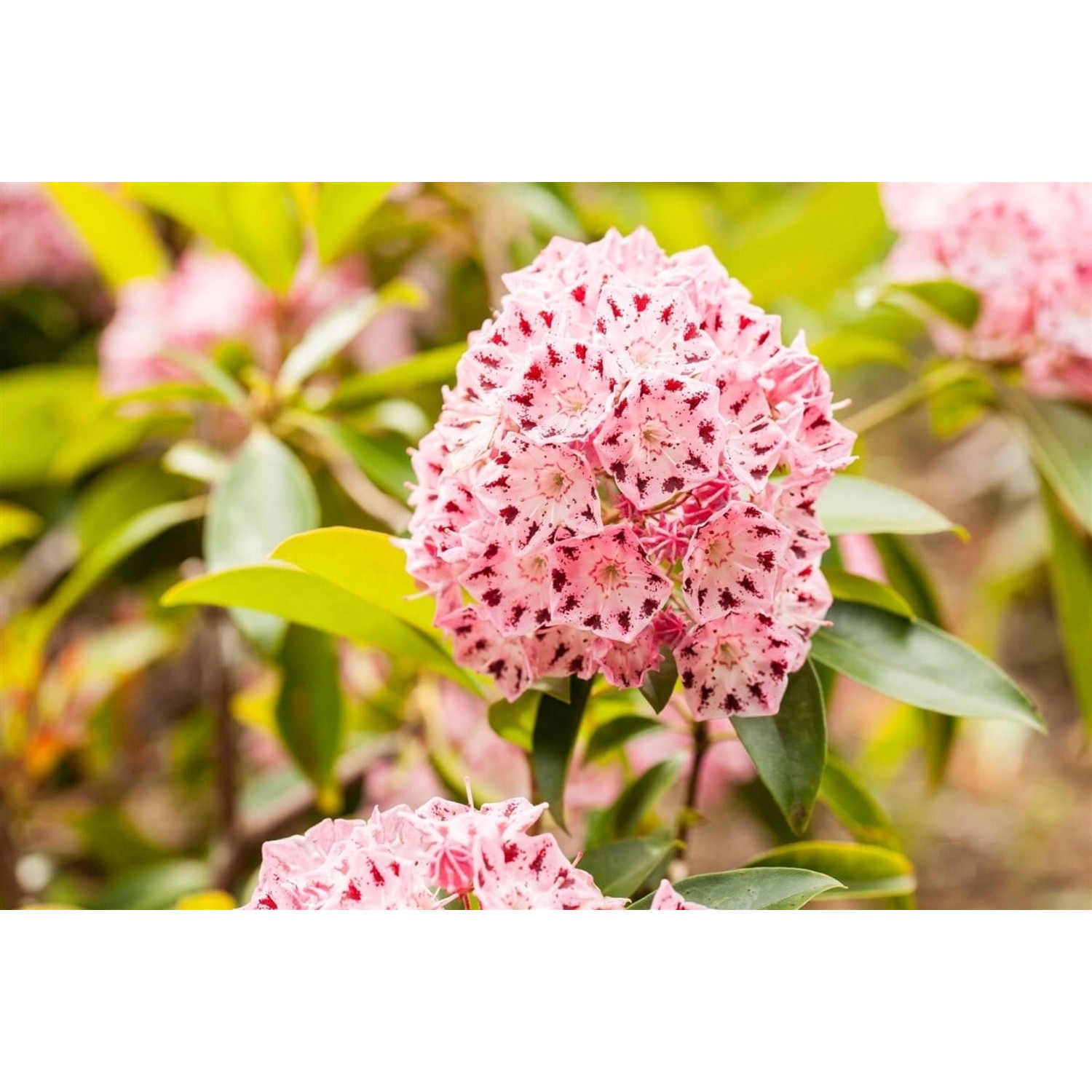 Kalmia Latifolia Moyland Berglorbeer Rosa Blüten 15–20 cm günstig online kaufen