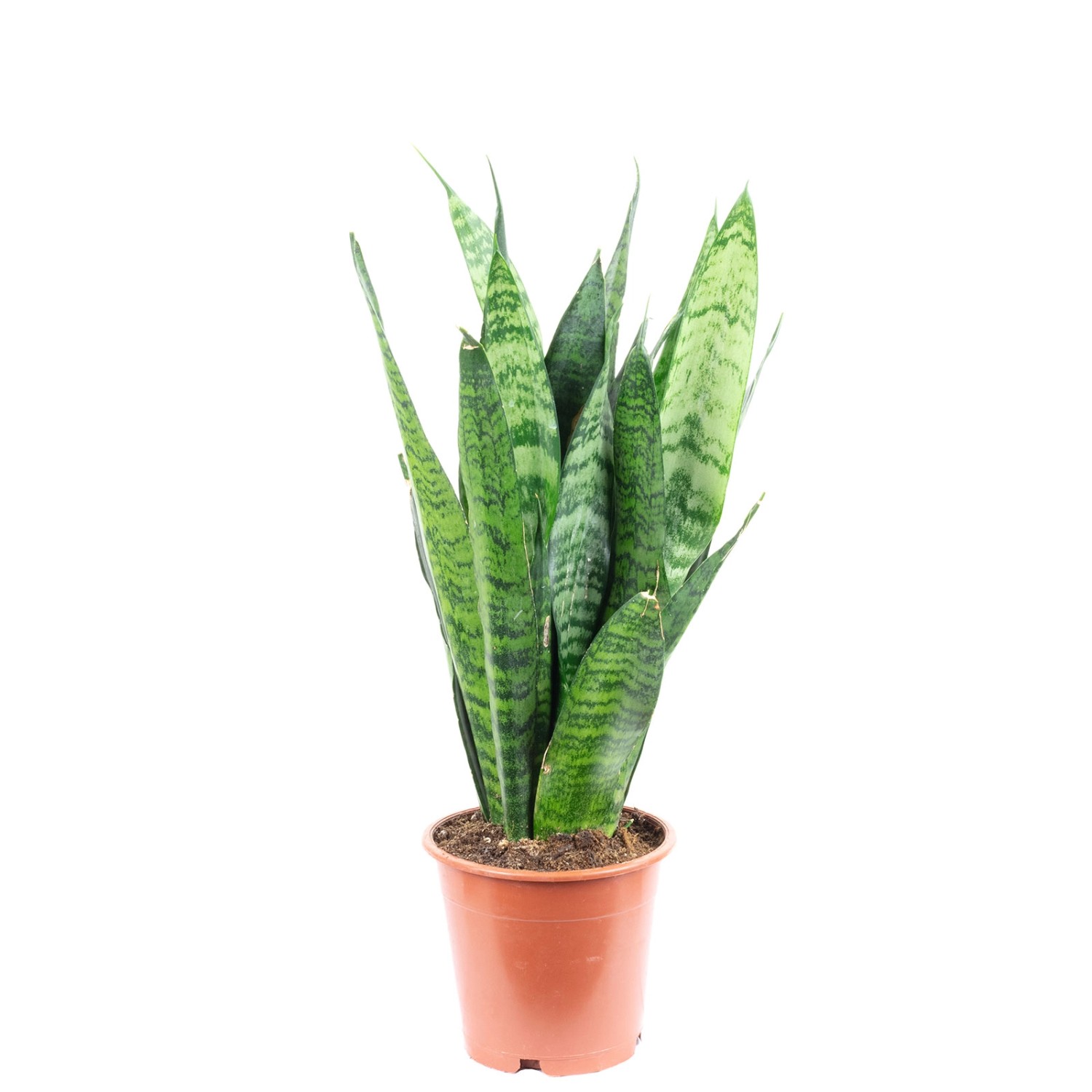 Value Greens Sansevieria 'Black Coral'  Pflegeleichter Bogenhanf  ca. 30 cm günstig online kaufen