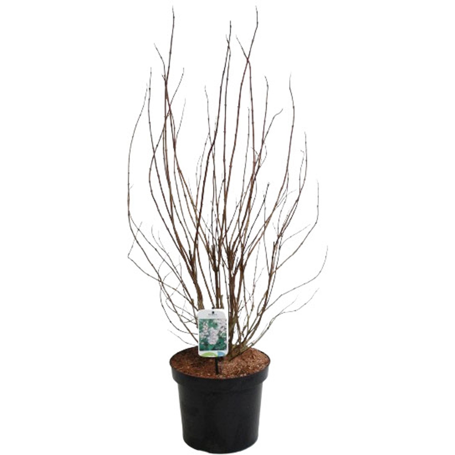 GROW by OBI Deutzie Plena Weiß Höhe ca. 80-100 cm Topf ca. 7 l Deutzia scabra