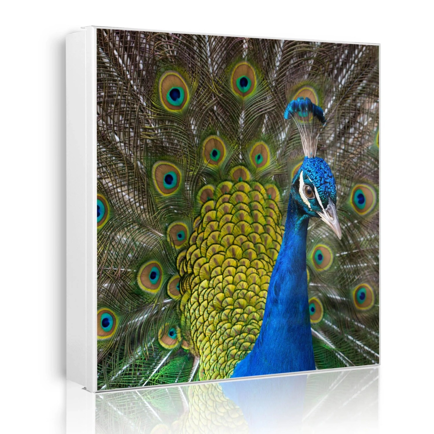 Banjado Großer Schlüsselkasten Metall 30x30cm Weiß Scharnier Links 50 Haken Beschreibbar Magnetisch Motiv Pfau