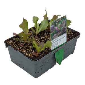 6er-Schale roter Kopfsalat (Lactuca sativa) mit Wurzelballen, ideal für den Garten.