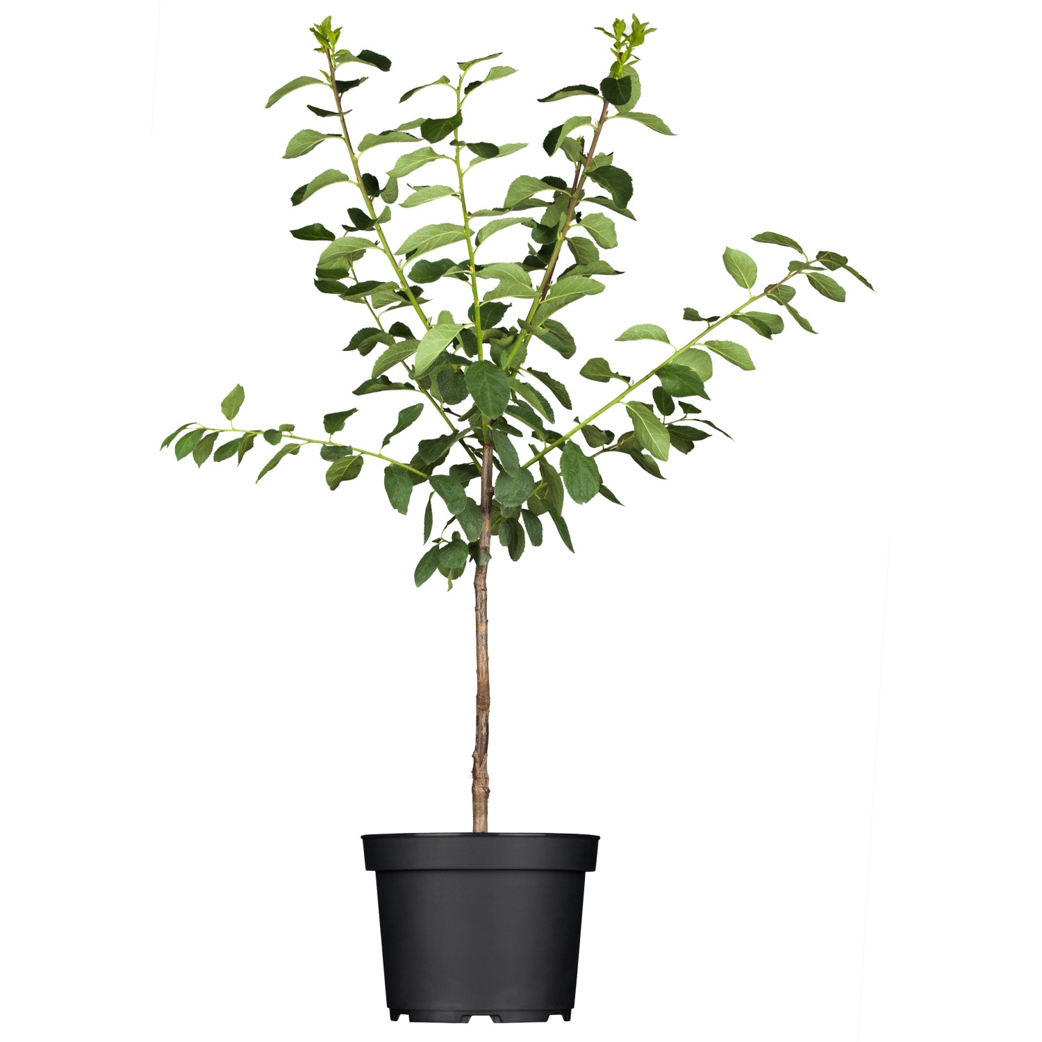 GROW by OBI Bio Mirabelle Nancy Gelb Höhe ca. 120 - 140 cm Topf ca. 7 l Pru günstig online kaufen