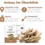 Hawlik Pilzbrut Myzel Dübelbrut Austernpilze für Pilzzucht im Garten auf Strohballen und Holzstämmen_2