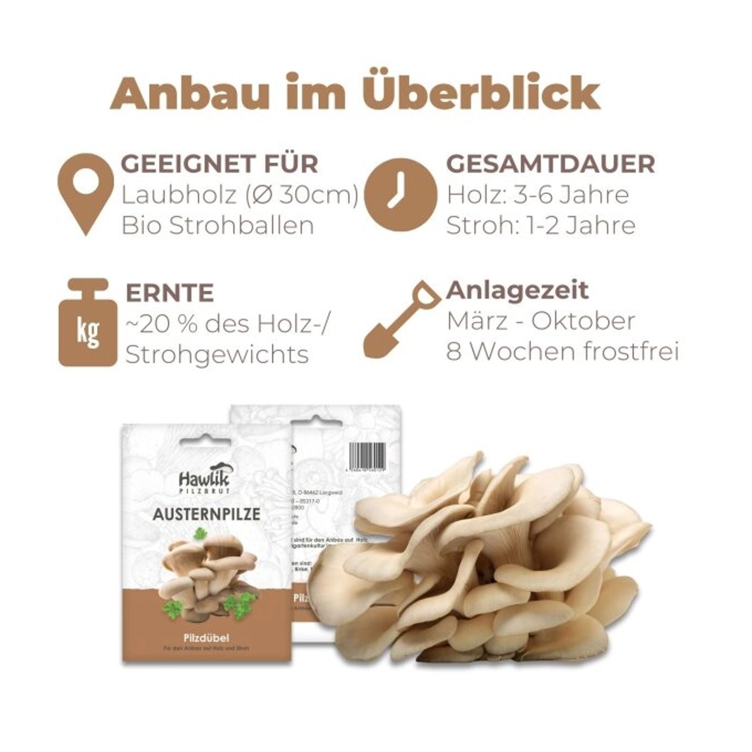 Hawlik Pilzbrut Myzel Dübelbrut Austernpilze für Pilzzucht im Garten auf Strohballen und Holzstämmen_2