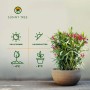 Oleander 'Rot' im Topf, 80-100 cm hoch. Mediterrane Kübelpflanze mit roten Blüten.