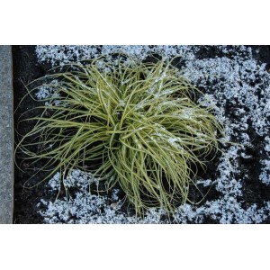 Japan-Segge 'Aureovariegata' mit gelb-grünen Blättern im 9x9 cm Topf, winterhartes Ziergras.