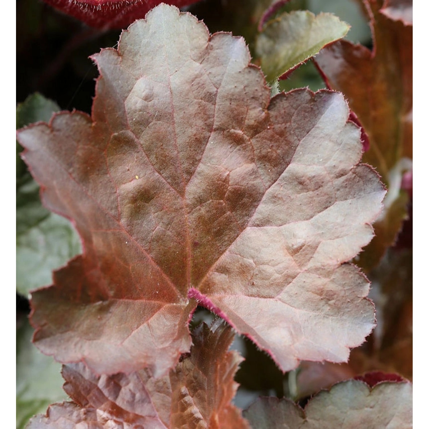 Purpurglöckchen Palace Purple - Heuchera micrantha günstig online kaufen