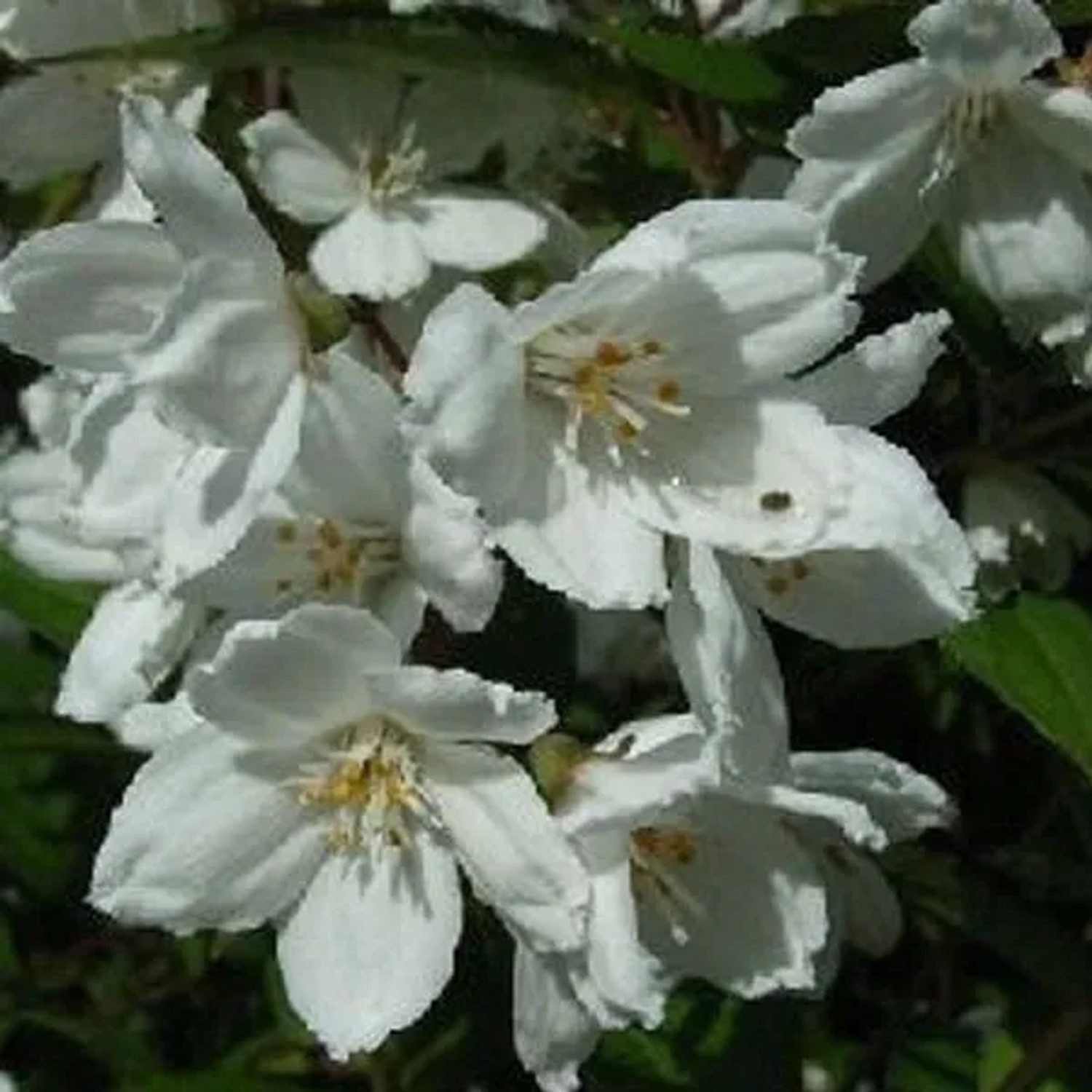 Sternchenstrauch 'Campanulata' Deutzia rosea 40 bis 60 cm im Container Rosa Blüten