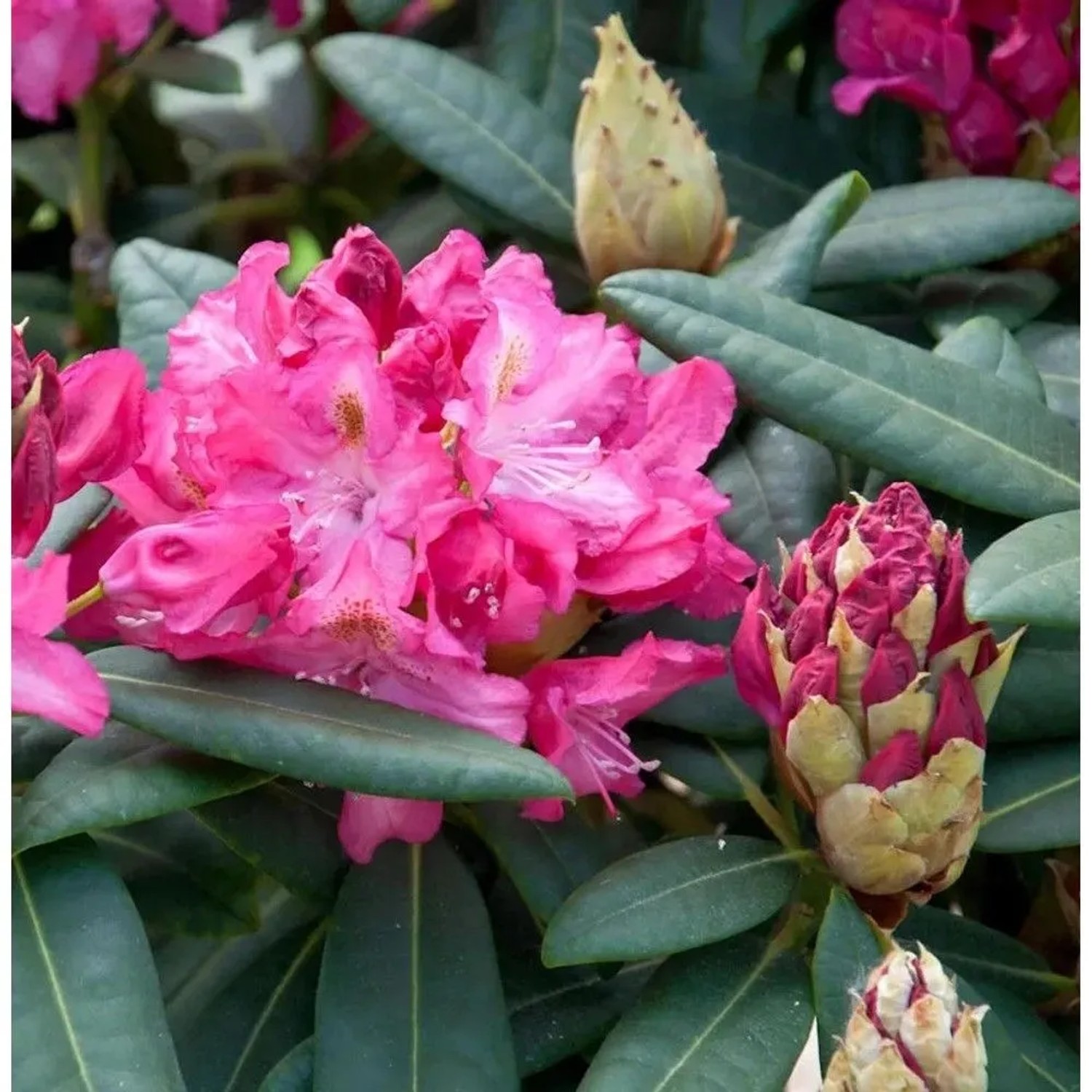 INKARHO - Großblumige Rhododendron Fidelius 50-60cm - Alpenrose