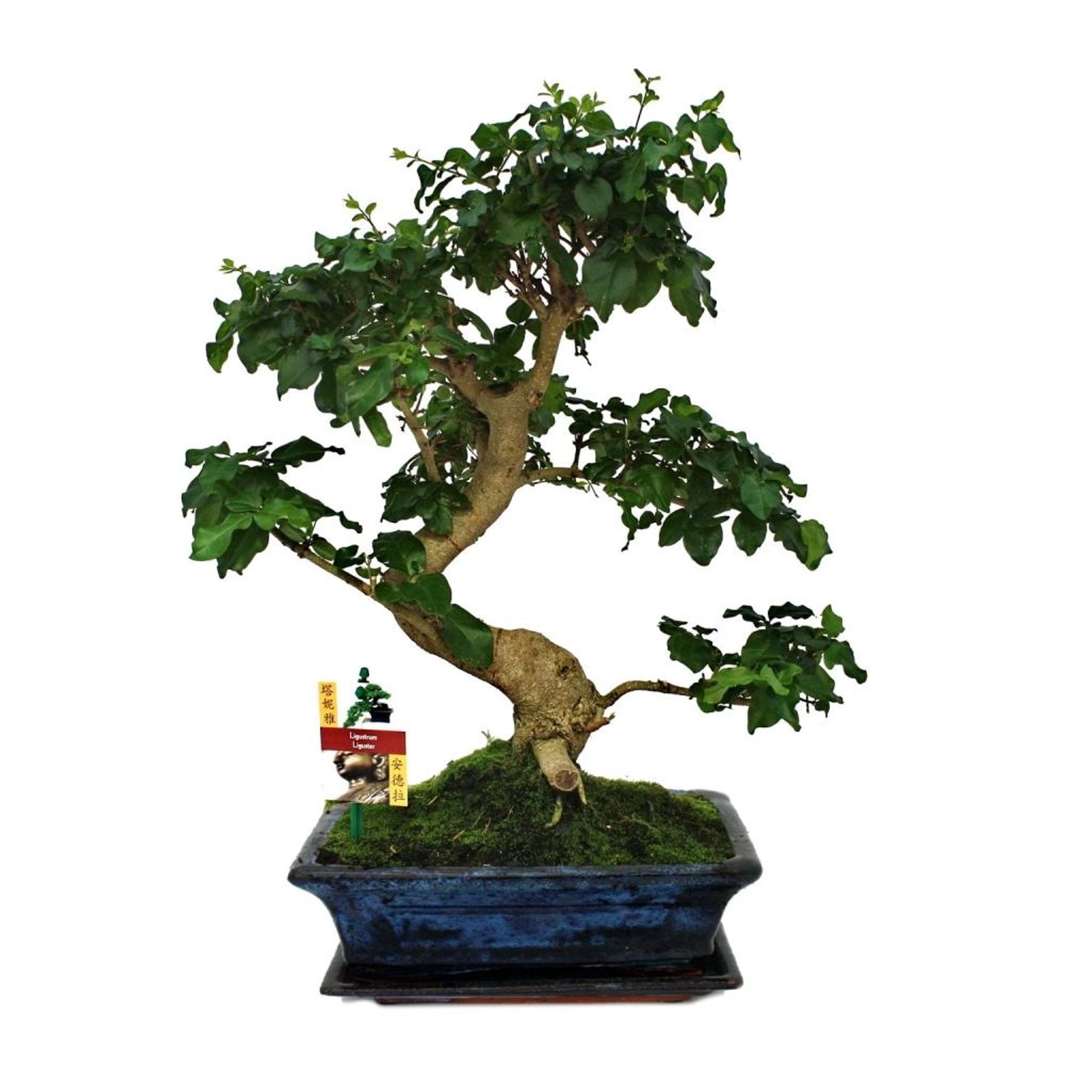 Exotenherz Bonsai Chinesischer Liguster Ligustrum Sinensis ca. 12-15 Jahre günstig online kaufen