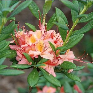 Blühender Rhododendron Framingham (Rhododendron viscosum) mit rosa-orangen Blüten und grünen Blättern.