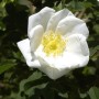 Nahaufnahme einer weißen Pimpernell Rose (Rosa pimpinellifolia) mit gelber Mitte.