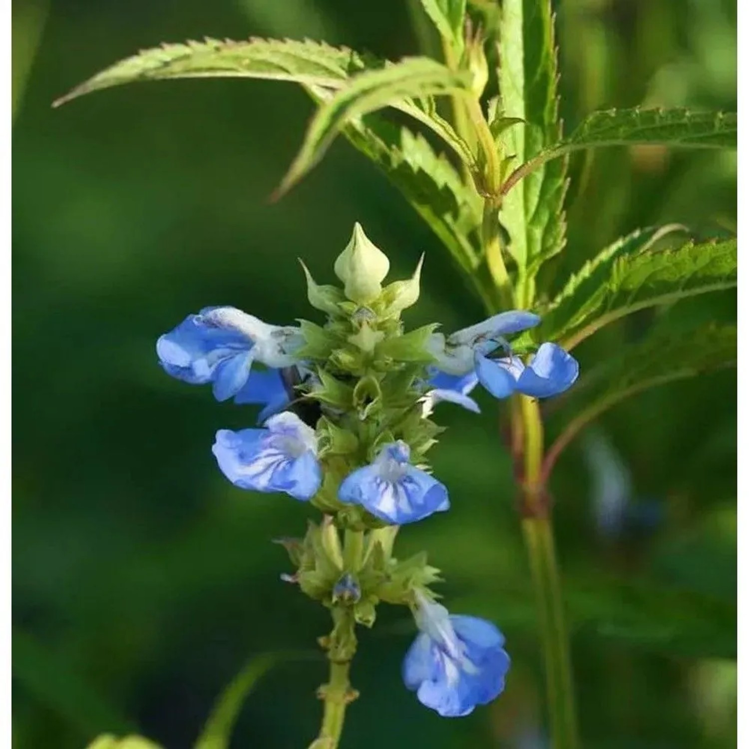 Pfeffer Salbei African Skies - Salvia uliginosa