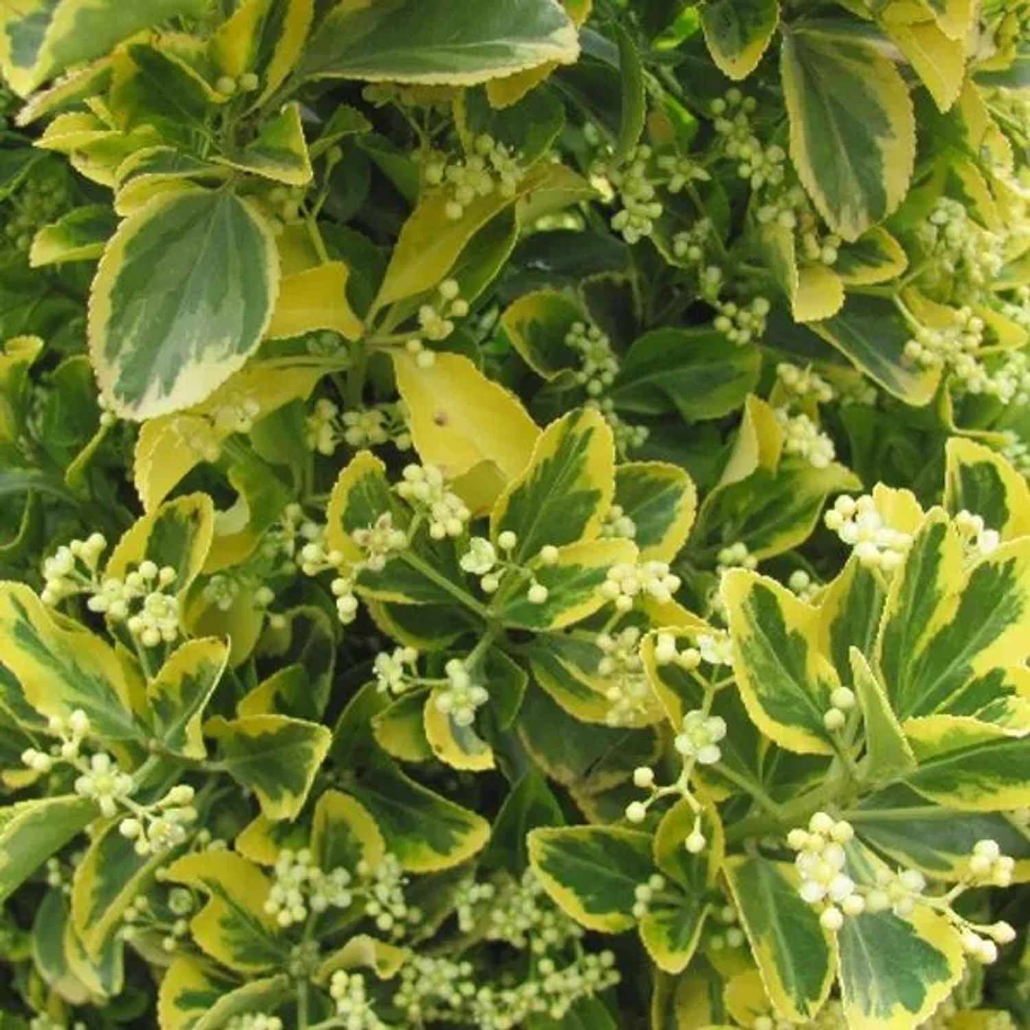 Japanspindel 'Ovatus Aureus' Euonymus japonicus 20 bis 30 cm im Container Goldlaubig