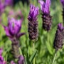 Nahaufnahme von Lavandula stoechas Dark Anouk, einer blühenden Lavendel-Pflanze mit lila Blüten.