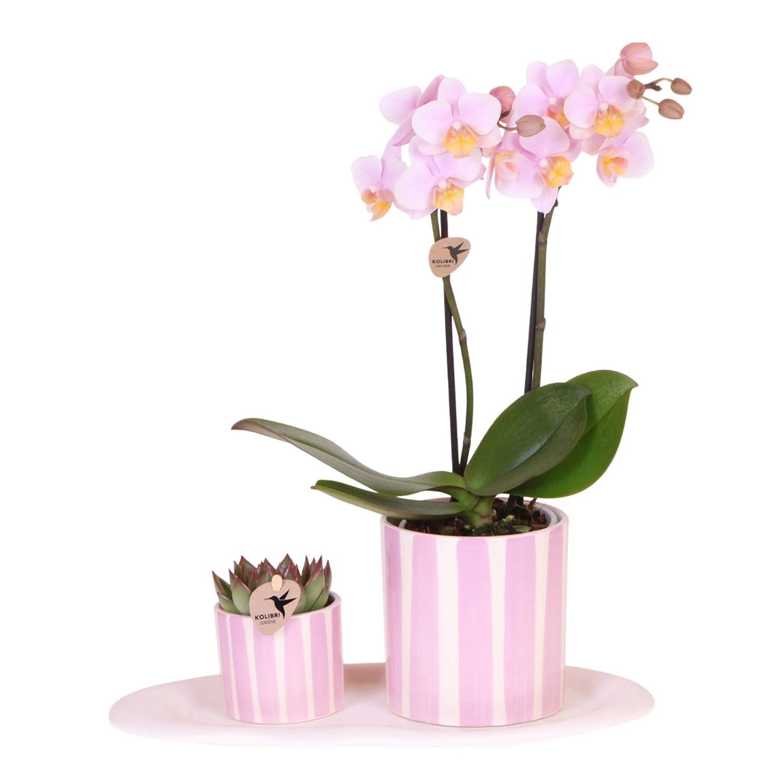 Plant In A Box Schmetterlingsorchidee X2 Inkl. Dekorativer Korb Phalaenopsis Höhe 30cm Ø9 Rosa